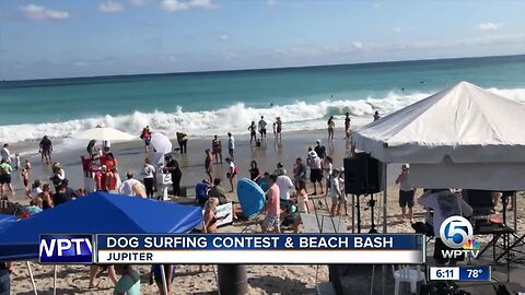 Dog surfing contest and beach bash held in Jupiter