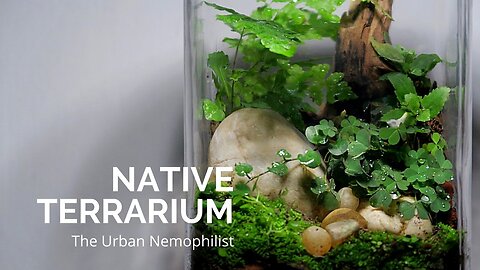 Building a native terrarium