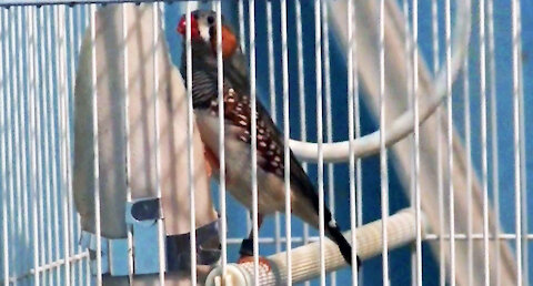 IECV PBV #103 - 👀Jumper Chirping And Grooming🐤 1-22-2019