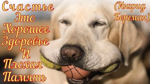 Смешные Собаки 23 Funny Dogs