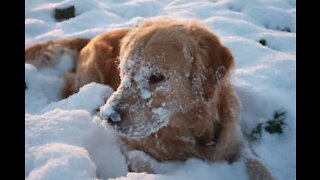 Målrettet hund trodser snestorm for at hente bolden