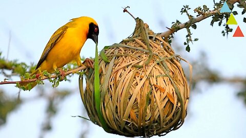 Los nidos más asombrosos del reino animal