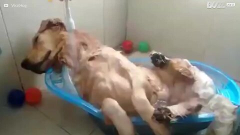 Un bagno rilassante per questo cagnolino