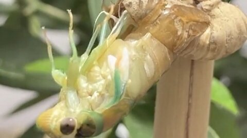 Cicadas emerging from their molt