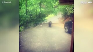 Tennessee: un ours essaie de rentrer dans sa voiture