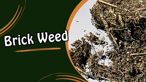 The History of Brick Weed