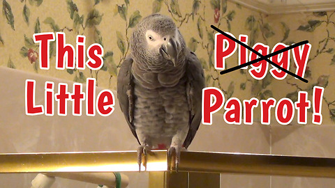 Parrot puts new spin on a children's nursery rhyme