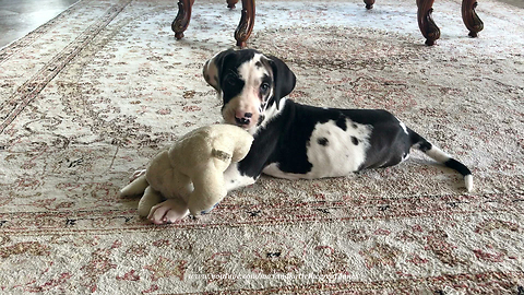 Cat watches new puppy play with stuffed animal