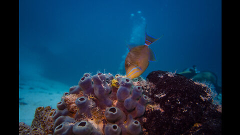 Scuba Diving in the Bahamas; what you may see! (Volume 2)