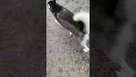 Freya the Husky dog playing at the dog park