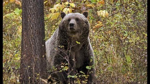 Far From Home: Kodiak Bear Cubs Found Wandering Florida