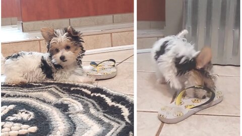 Yorkie puppy attacks shoe - emoji on flip flop says it all 🤪