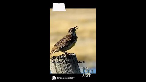 ND State Bird-Western Meadowlark