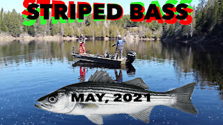 Fishing the Miramichi for Striped Bass with Todd