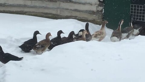 Duck & Geese Update Snow Storm Jan 17th, 2022