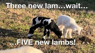 Lambing Season #2 has begun well!