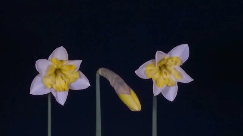 MUSIC 2022: SOOTHING DAFFODILS. Are You Ready for the Next Renaissance in Music?