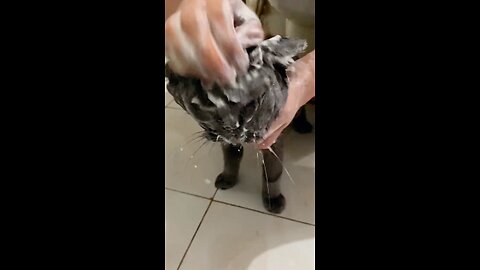 Professional Cat Shampooing