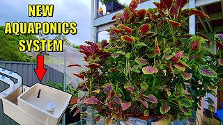 Removing a MONSTER Amaranth Plant & NEW Aquaponics System 🌳🐟🐟