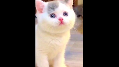 beautiful_*kitten_*and_*cute_*cat_😻😻😱