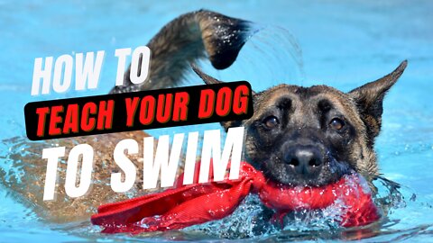 How To Teach Your Dog To Swim