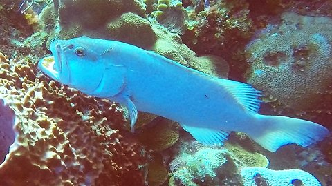 Rare albino grouper fish found on reef in Cayman Islands