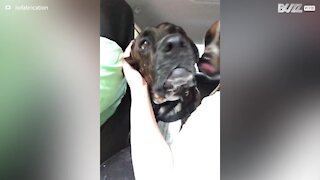 Cão reage com barulhos estranhos a coçadelas de orelha!