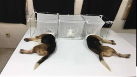 Fauci evil Experiments: Make insects eat dogs heads alive. This is what evil does!