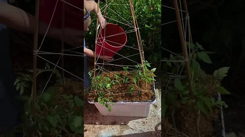 Kitchen Garden for Apartments and Patios #garden #containergardening #kitchengarden