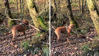Dog carrying massive stick crashes between two trees