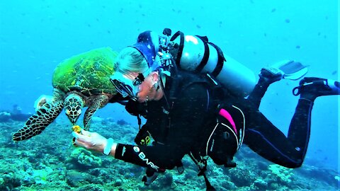 Scuba diver is in heaven to have this sea turtle literally eating out of her hand