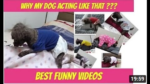 DOG TOY POODLE BEST FUNNY VIDEOS 2O22 #animals #dog #petslover