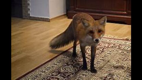 Wild Rabies Fox Attacks Human