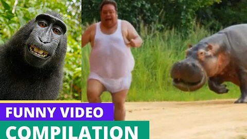 funny animal video