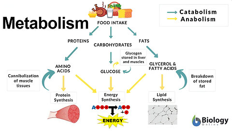 Metabolism: Thermodynamics, Redox (Reduction-Oxidation) Reactions, Fermentation
