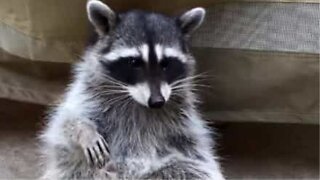 Wild raccoon makes friends with a California couple