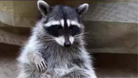 Wild raccoon makes friends with a California couple