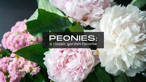 PEONIES: How to grow and maintain the peony, a gardening classic.