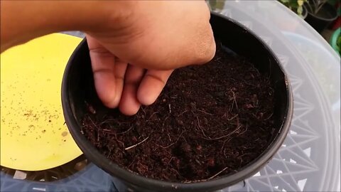 How To Grow Strawberries From Seed | SEED TO HARVEST