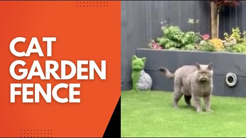 Cat garden fence help if you live in a busy traffic area - cute cat #Shorts