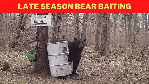 Late fall bear baiting pros and cons