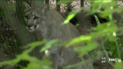 Panther struck by car