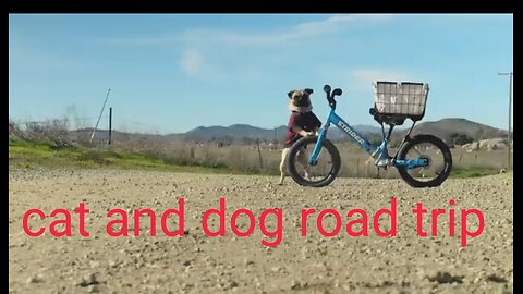 Cat and Dog Road Trip