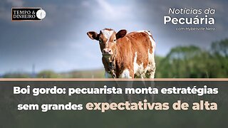 Boi gordo: pecuarista monta estratégias sem grandes expectativas de alta