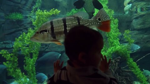 Cute Toddler Watching Large Fish Swim In Aquarium Water Tank87