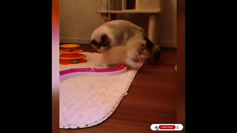 Cats And Cute Kittens playing Video Compilation