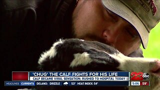 'Chug' the viral Bakersfield calf is fighting for his life
