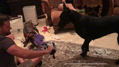 Party Animal GSP Pointer Destuffs Great Danes' Minion Toy