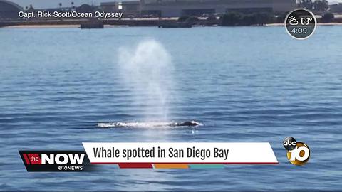 Whale spotted in San Diego Bay