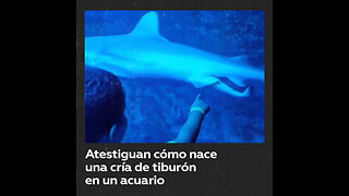 Presencian el nacimiento de una cría de tiburón en un acuario